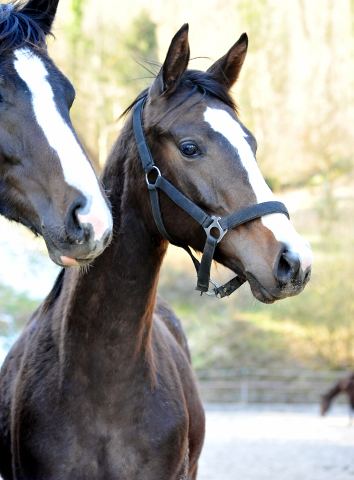 Hengstfohlen von High Motion u.d. Pr.u.StPrSt. Vittoria v. Exclusiv - Trakehner Gestt Hmelschenburg - Foto: Beate Langels - Trakehner Gestt Hmelschenburg