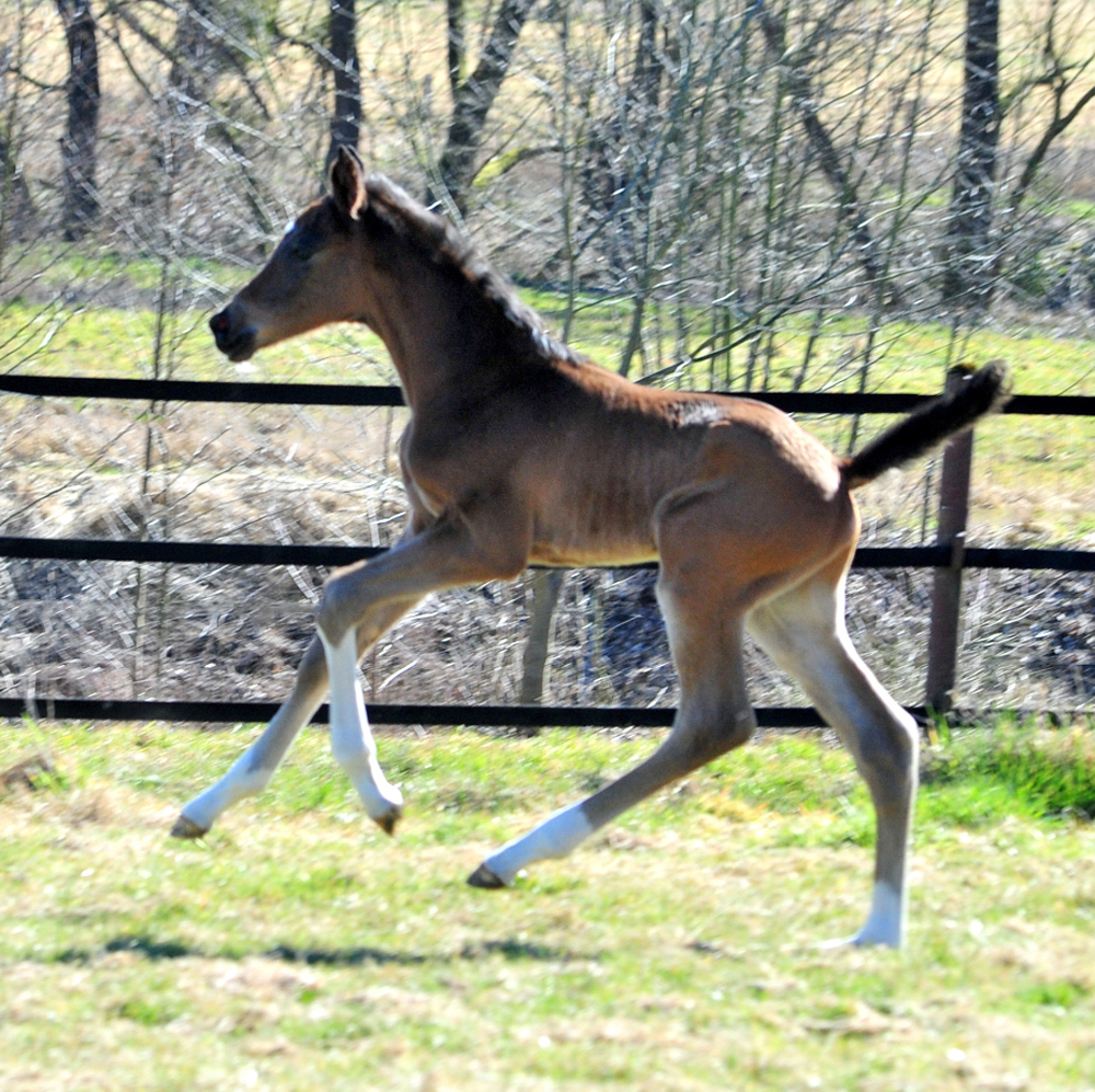 Trakehner Hengstfohlen von Glcksruf u.d. Pr.St. Gabbana v. High Motion - Alter Fritz  - Gestt Hmelschenburg - Beate Langels