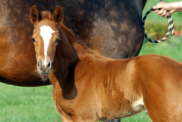 Trakehner Stutfohlen von Symont - Summertime, Foto: Beate Langels