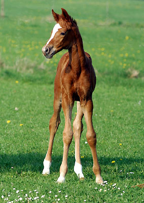 Trakehner Stutfohlen von Symont - Summertime, Foto: Beate Langels