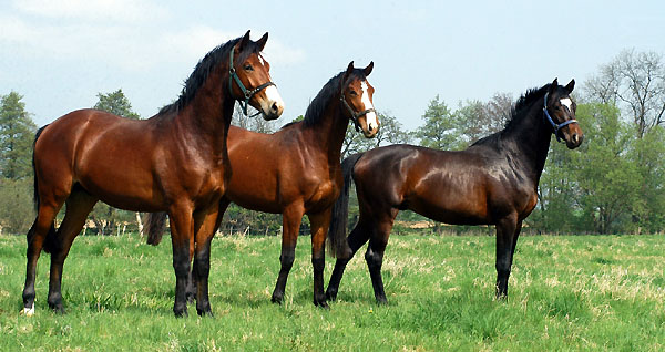 Zweijhrige Hengste im Trakehner Gestt Hmelschenburg - Foto: Beate Langels