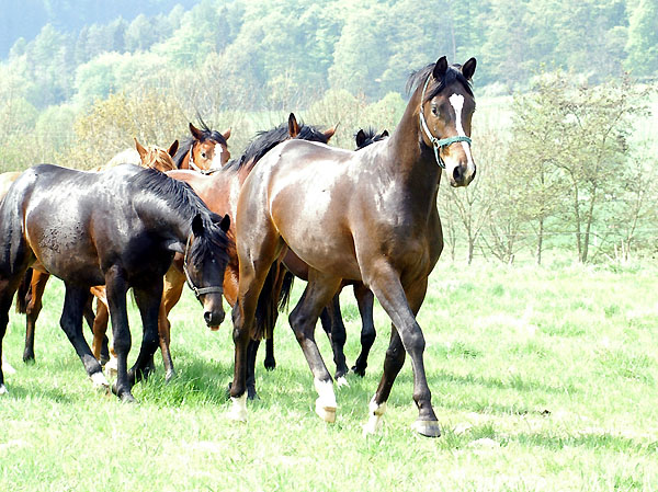 Zweijhrige Hengste im Trakehner Gestt Hmelschenburg - Foto: Beate Langels