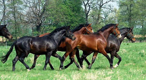 Zweijhrige Hengste im Trakehner Gestt Hmelschenburg - Foto: Beate Langels