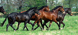 Junghengste am Mitte April 2009 im Trakehner Gestüt Hämelschenburg