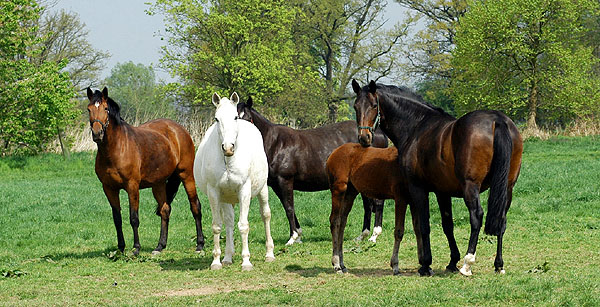 Karena, Thirza und Beloved auf der Koppel - Trakehner Gestt Hmelschenburg - Foto: Beate Langels