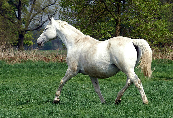 Elitestute Thirza von Karon- Trakehner Gestt Hmelschenburg - Foto: Beate Langels