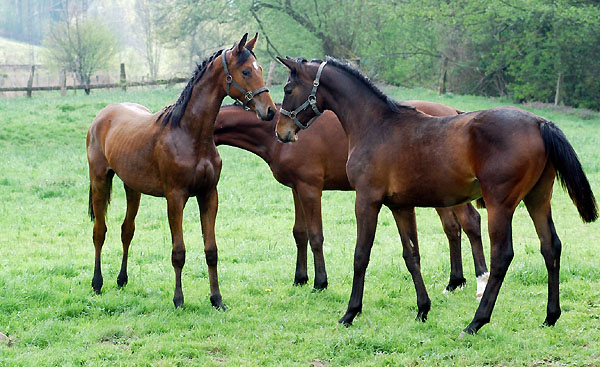 Jhrlingshengste v. Summertime x Herzruf und Summertime x Alter Fritz im Trakehner Gestt Hmelschenburg - Foto: Beate Langels