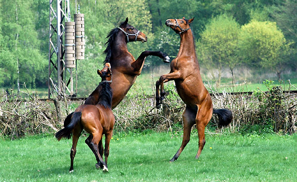 Jhrlingshengste im Trakehner Gestt Hmelschenburg - Foto: Beate Langels