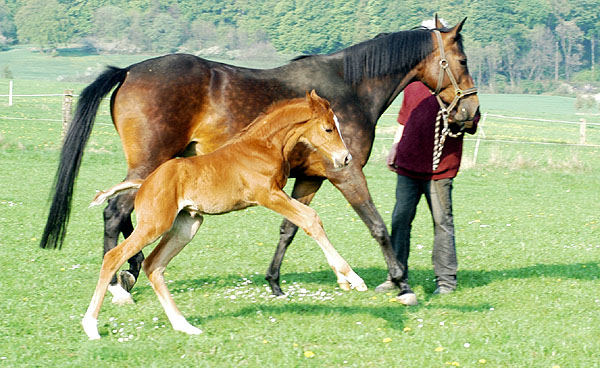 Trakehner Stutfohlen von Symont - Summertime, Foto: Beate Langels