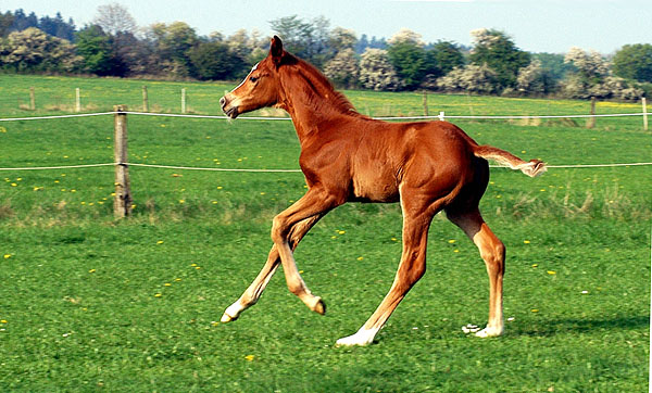 Trakehner Stutfohlen von Symont - Summertime, Foto: Beate Langels