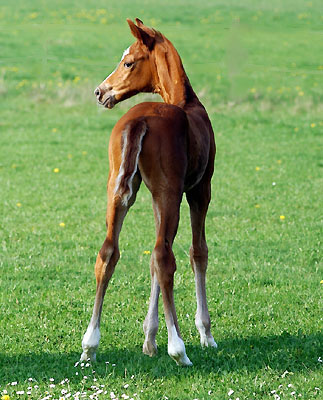 Trakehner Stutfohlen von Symont - Summertime, Foto: Beate Langels