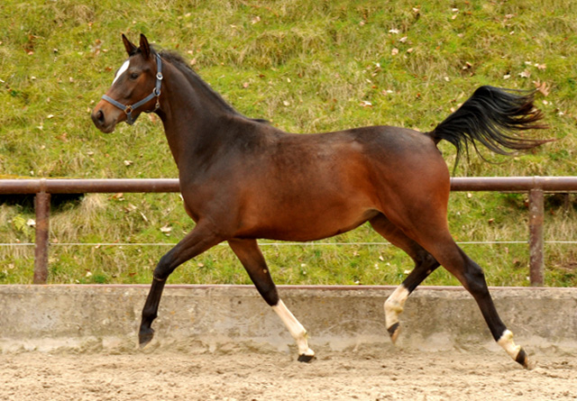 Schwalbendiva von Totilas - als Zweijhrige - 19. April 2013 - Foto: Beate Langels - Trakehner Gestt Hmelschenburg