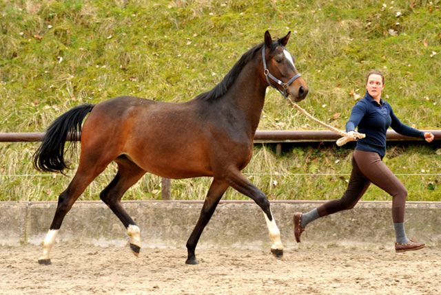 Schwalbendiva von Totilas - als Zweijhrige - 19. April 2013 - Foto: Beate Langels - Trakehner Gestt Hmelschenburg