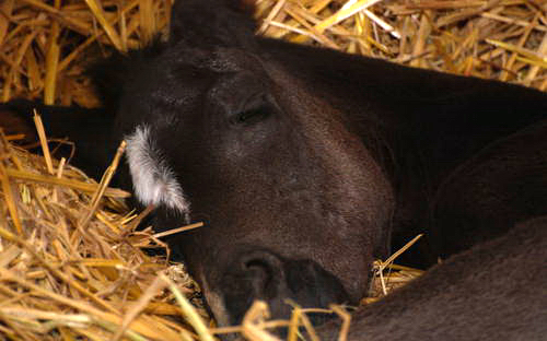 Oldenburger Stutfohlen von Saint Cyr u.d. Libelle v. Leopold u.d. Odette v. Dornbun, Foto: A.  Bremeyer - Trakehner Gestt Hmelschenburg