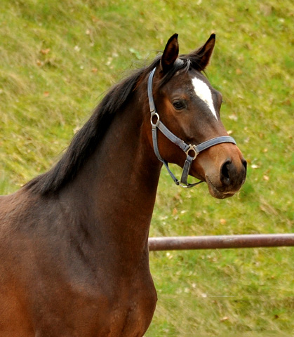 Schwalbendiva von Totilas - als Zweijhrige - 19. April 2013 - Foto: Beate Langels - Trakehner Gestt Hmelschenburg