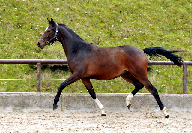 Schwalbendiva von Totilas - als Zweijhrige - 19. April 2013 - Foto: Beate Langels - Trakehner Gestt Hmelschenburg