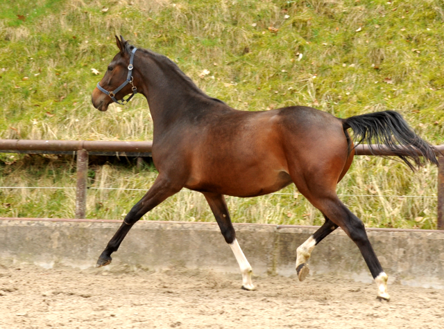 Schwalbendiva von Totilas - als Zweijhrige - 19. April 2013 - Foto: Beate Langels - Trakehner Gestt Hmelschenburg