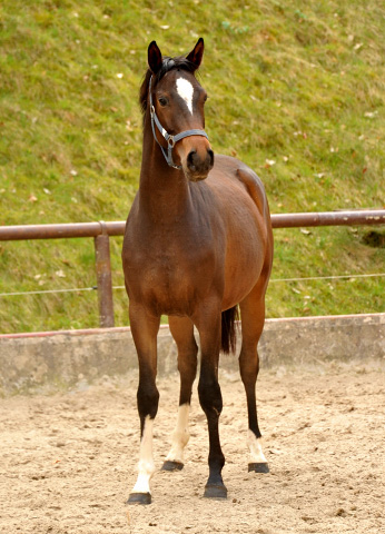 Schwalbendiva von Totilas - als Zweijhrige - 19. April 2013 - Foto: Beate Langels - Trakehner Gestt Hmelschenburg