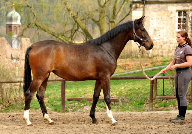 Schwalbendiva von Totilas - als Zweijhrige - 19. April 2013 - Foto: Beate Langels - Trakehner Gestt Hmelschenburg