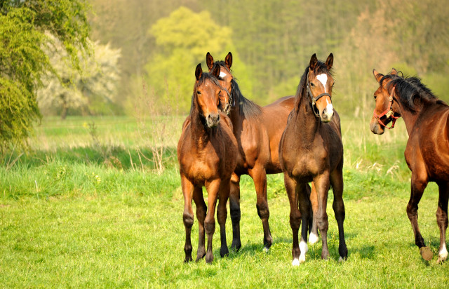 Unsere Jhrlingsstuten - Foto: Beate Langels