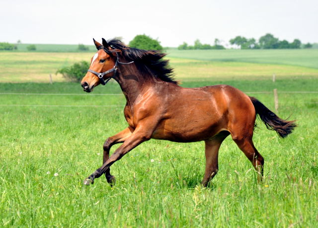 Trakehner Stutfohlen von Saint Cyr u.d. Prmien- und Staatsprmienstute Karena v. Freudenfest - Foto: Beate Langels, Trakehner Gestt Hmelschenburg