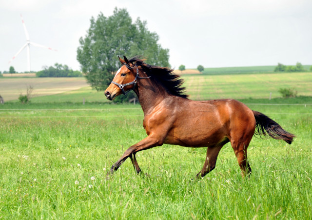 Trakehner Stutfohlen von Saint Cyr u.d. Prmien- und Staatsprmienstute Karena v. Freudenfest - Foto: Beate Langels, Trakehner Gestt Hmelschenburg