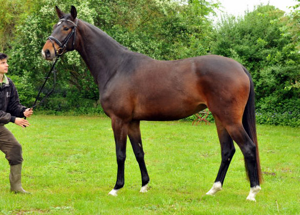 Gardema v. Shavalou u.d. Elitestute Gloriette v. Kostolany - Fototermin in Schplitz  - Foto: Beate Langels - Trakehner Gestt Hmelschenburg