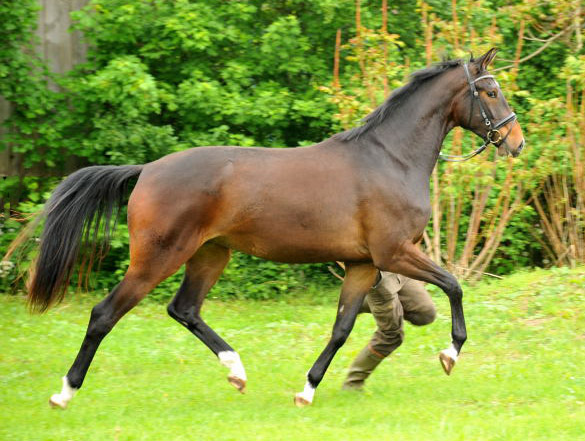 Gardema v. Shavalou u.d. Elitestute Gloriette v. Kostolany - Fototermin in Schplitz  - Foto: Beate Langels - Trakehner Gestt Hmelschenburg