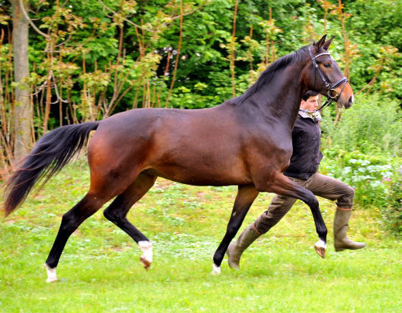 Gardema v. Shavalou u.d. Elitestute Gloriette v. Kostolany - Fototermin in Schplitz  - Foto: Beate Langels - Trakehner Gestt Hmelschenburg