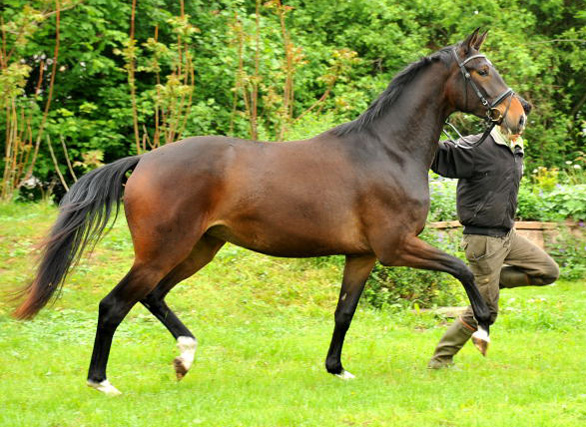 Gardema v. Shavalou u.d. Elitestute Gloriette v. Kostolany - Fototermin in Schplitz  - Foto: Beate Langels - Trakehner Gestt Hmelschenburg