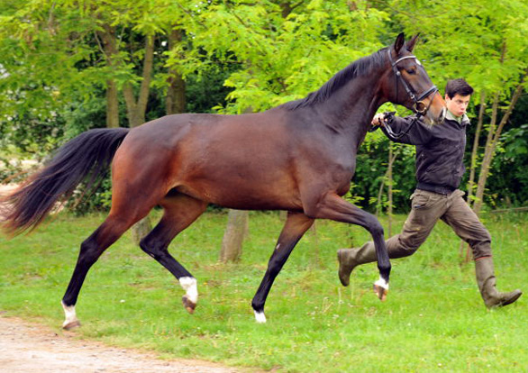 Gardema v. Shavalou u.d. Elitestute Gloriette v. Kostolany - Fototermin in Schplitz  - Foto: Beate Langels - Trakehner Gestt Hmelschenburg