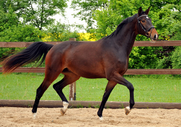 Gardema v. Shavalou u.d. Elitestute Gloriette v. Kostolany - Fototermin in Schplitz  - Foto: Beate Langels - Trakehner Gestt Hmelschenburg