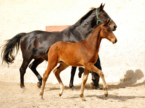 Trakehner Stutfohlen von Oliver Twist u.d. Elitestute Vicenza v.  Showmaster - Foto: Beate Langels, Trakehner Gestt Hmelschenburg