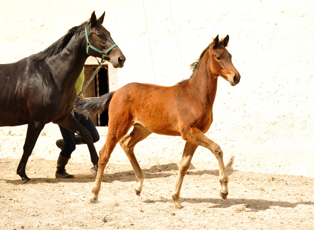 Trakehner Stutfohlen von Oliver Twist u.d. Elitestute Vicenza v.  Showmaster - Foto: Beate Langels, Trakehner Gestt Hmelschenburg