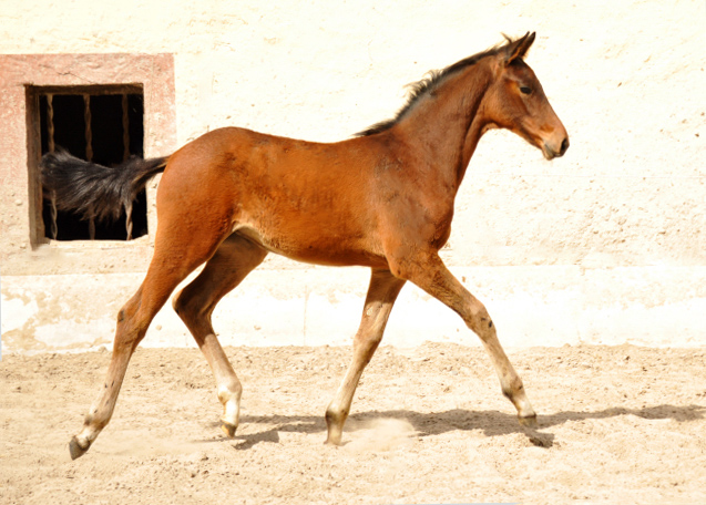 Trakehner Stutfohlen von Oliver Twist u.d. Elitestute Vicenza v.  Showmaster - Foto: Beate Langels, Trakehner Gestt Hmelschenburg