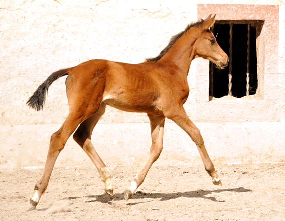 Stutfohlen von Touch my Heart u.d. Schwalbenlicht v. Imperio - Trakehner Gestt Hmelschenburg - Beate Langels