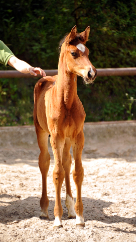 Stutfohlen von Touch my Heart u.d. Schwalbenlicht v. Imperio - Trakehner Gestt Hmelschenburg - Beate Langels