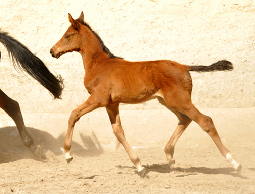 Stutfohlen von Touch my Heart u.d. Schwalbenlicht v. Imperio - Trakehner Gestt Hmelschenburg - Beate Langels