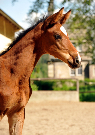 Stutfohlen von Touch my Heart u.d. Schwalbenlicht v. Imperio - Trakehner Gestt Hmelschenburg - Beate Langels