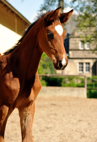 Stutfohlen von Touch my Heart u.d. Schwalbenlicht v. Imperio - Trakehner Gestt Hmelschenburg - Beate Langels