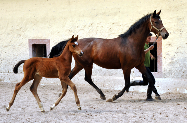 Stutfohlen von Touch my Heart u.d. Schwalbenlicht v. Imperio - Trakehner Gestt Hmelschenburg - Beate Langels