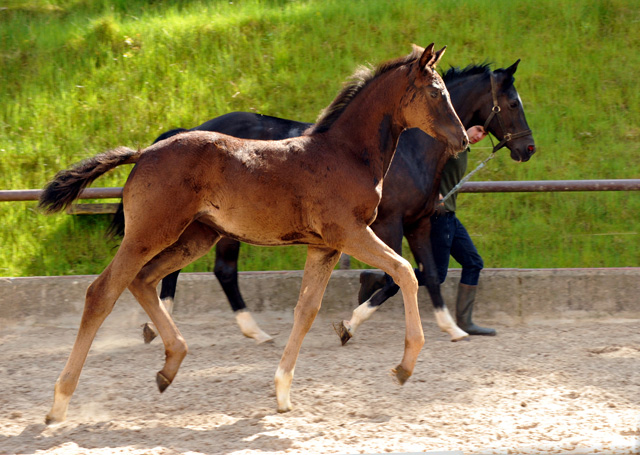 Trakehner Stutfohlen von Saint Cyr u.d. Greta Garbo v. Alter Fritz, Gestt Hmelschenburg - Beate Langels