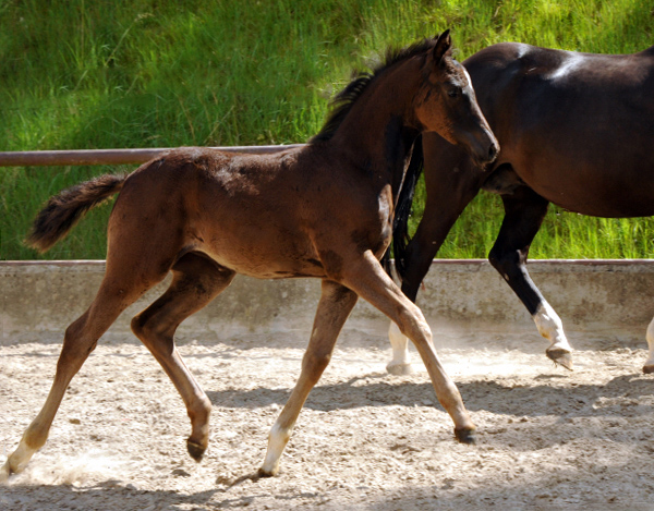 Trakehner Stutfohlen von Saint Cyr u.d. Greta Garbo v. Alter Fritz, Gestt Hmelschenburg - Beate Langels