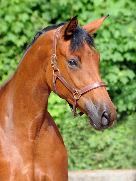 Schwalbe's Beauty - Trakehner Prmienstute von High Motion u.d. Schwalbenlicht v. Imperio - Trakehner Gestt Hmelschenburg - Beate Langels