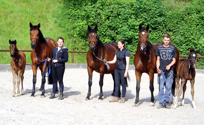 Schwalbe's Beauty - Trakehner Stute von High Motion u.d. Schwalbenlicht v. Imperio - Trakehner Gestt Hmelschenburg - Beate Langels