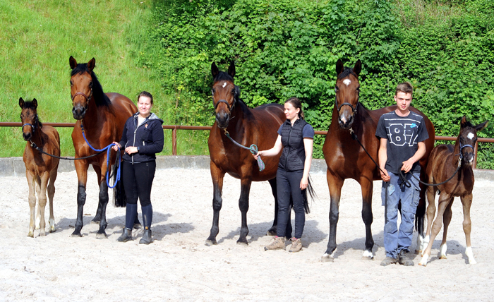 Familiensammlung: Schwalbe's Beauty, Schwalbenlicht und Schwalbenland  - Trakehner Gestt Hmelschenburg - Beate Langels