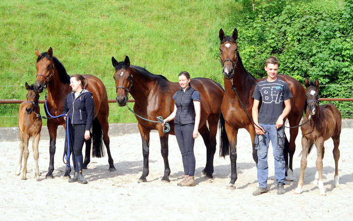 Familiensammlung: Schwalbe's Beauty, Schwalbenlicht und Schwalbenland - Trakehner Gestt Hmelschenburg - Beate Langels