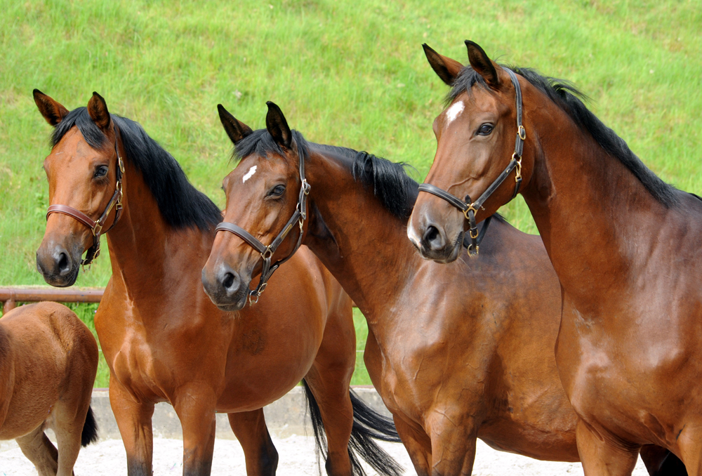 Familiensammlung: Schwalbe's Beauty, Schwalbenlicht und Schwalbenland - Trakehner Gestt Hmelschenburg - Beate Langels