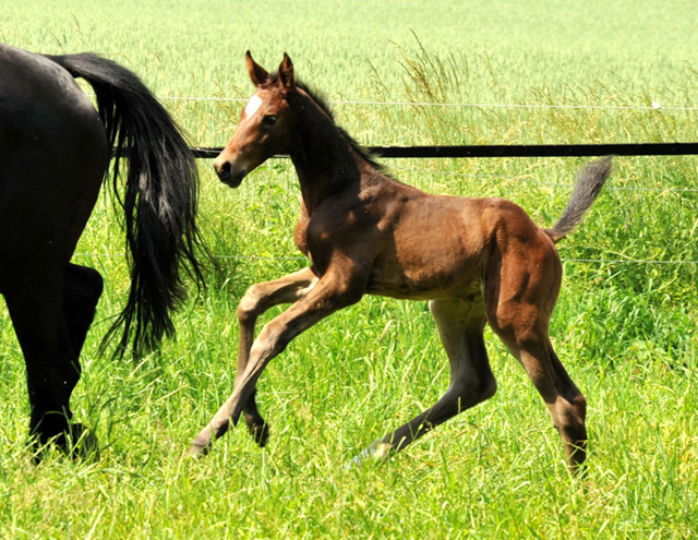Stutfohlen von Exclusiv u.d. Vicenza v. Showmaster - Trakehner Gestt Hmelschenburg