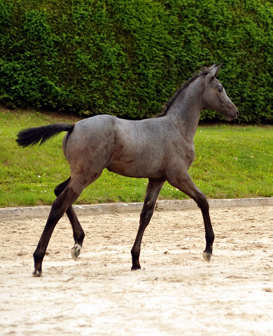 Trakehner Stutfohlen von Saint Cyr u.d. PrSt. Itanga v. Angard - Helianthus - Foto: Beate Langels